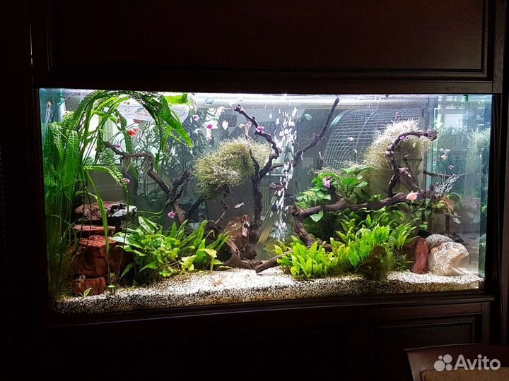 Обслуживание аквариумов