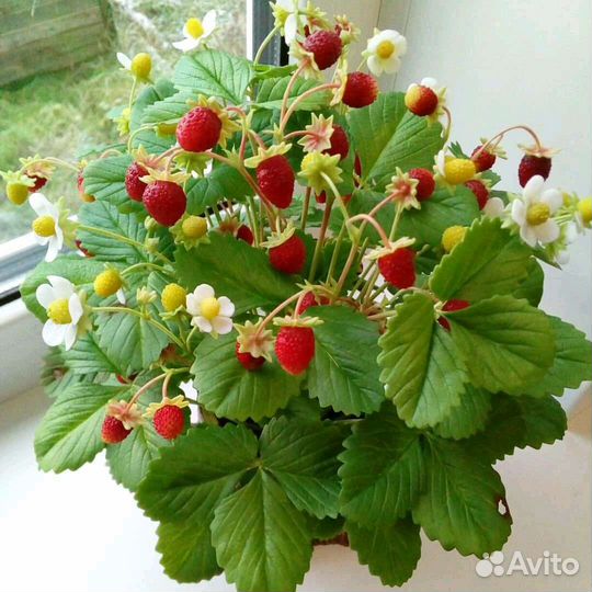 Земляника ремонтантная