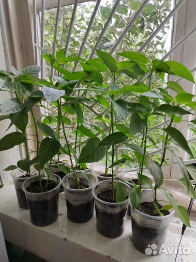 Перец красный комнатный острый