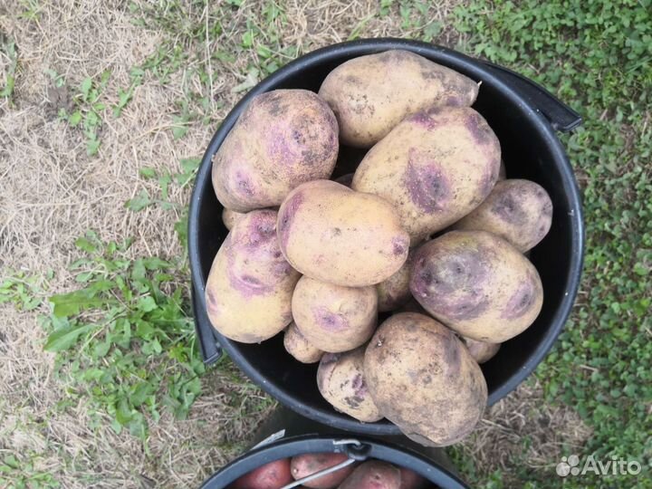 Продам картофель