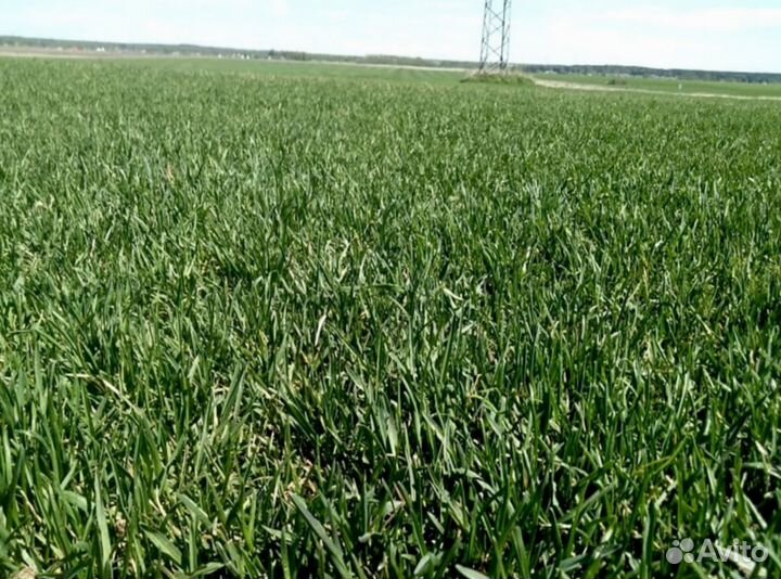 Рулонный газон