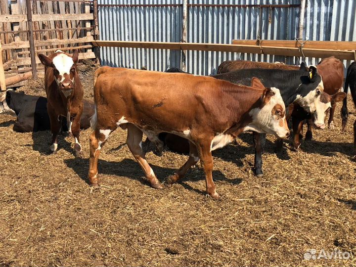 Быки тёлки породистый