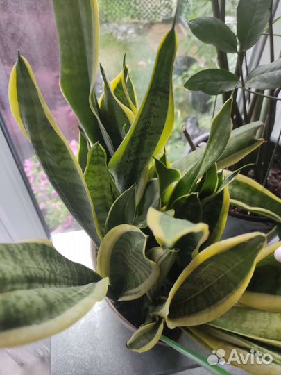 Комнатные цветы