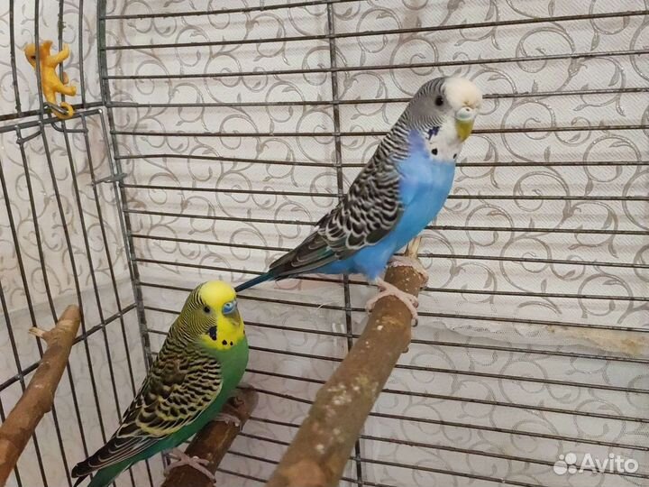 Волнистые попугаи с клеткой, пара
