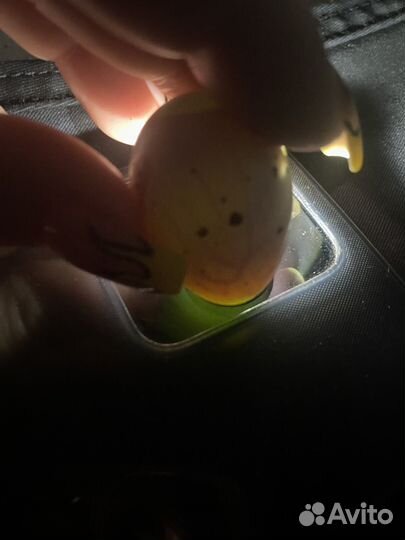 Инкубационное яйцо перепелов селадон