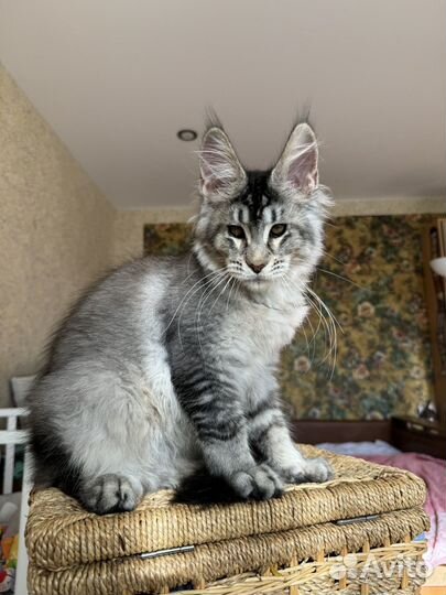 Котята мейн-кун