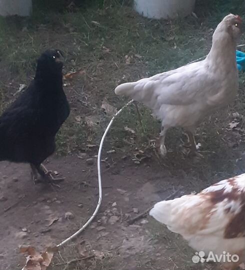 Куры петухи