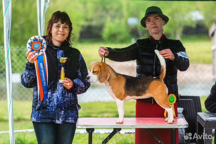 Бигль Щенки. Открыта запись