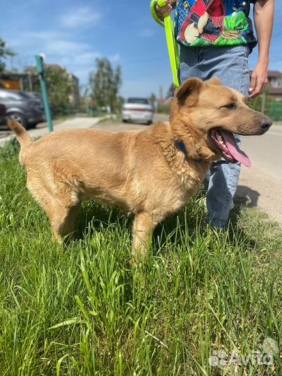 Золотой пес в добрые руки