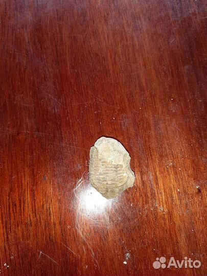 Окаменелости