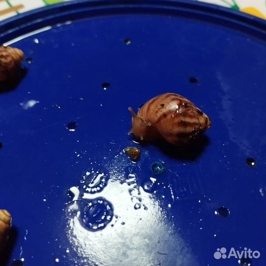 Улитки ахатины бесплатно