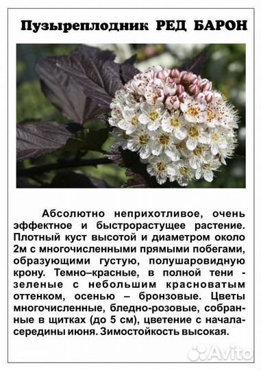 Пузыреплодник 2 сорта