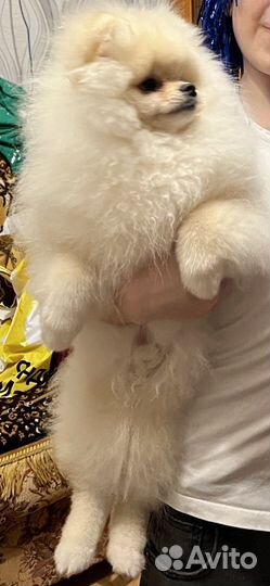 Померанский шпиц