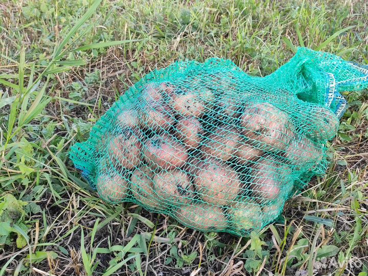 Картошка картофель крупный ведро 12 л