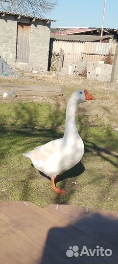 Продаю гусей