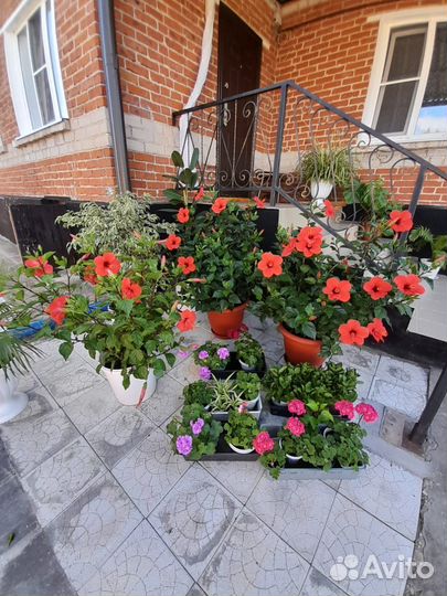 Китайская роза, герань