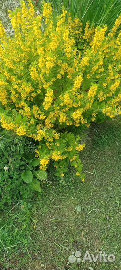 Наперстянка, флокс, колокольчик белый, вербейник