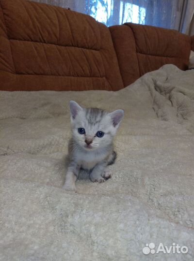 Котёнок
