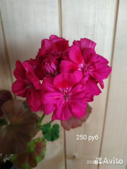 Пеларгония