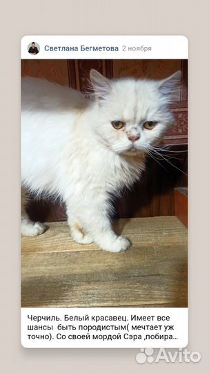 Котик в добрые руки