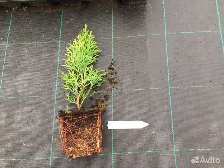 Туя в кассете 96