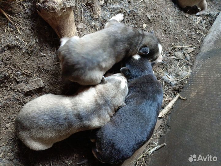 Щенки хаски