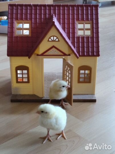 Цыплята-бройлеры кобб 500 и рос 308 круглый год