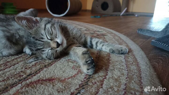 Отдам котёнка в добрые руки