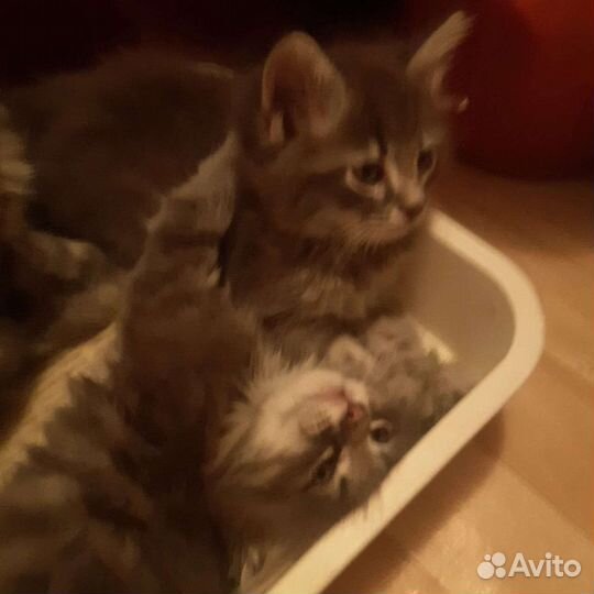 Котята в хорошие руки