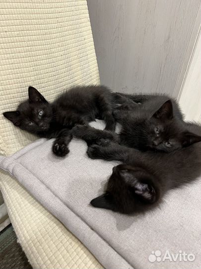 Черный котенок мальчик в добрые руки