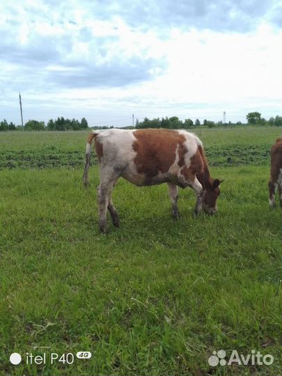 Продам две тёлки