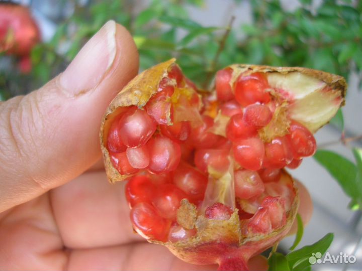 Свежие семена комнатных гранатов