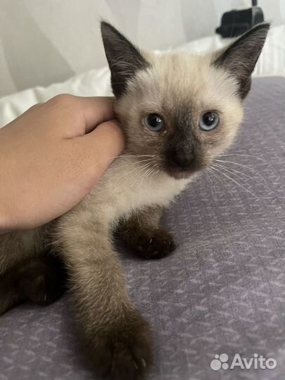 Котенок
