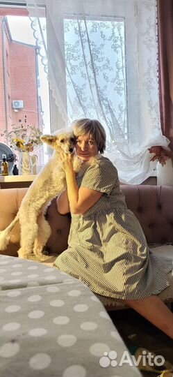 Выгуливать собак