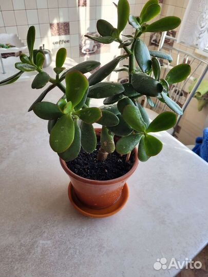 Денежное дерево