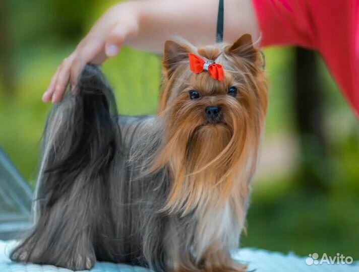 Йоркширский терьер