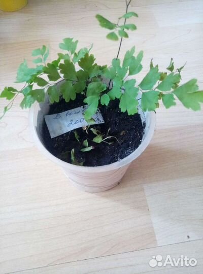 Папоротник комнатный