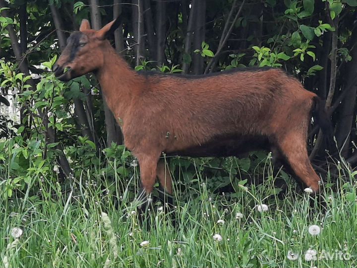 Чешские козы