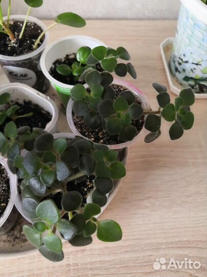 Ахризион(дерево любви). Пилея и шефлера