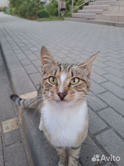 Бывшедомашний коть в добрые руки