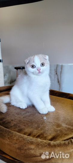 Шотландский котёнок, девочка