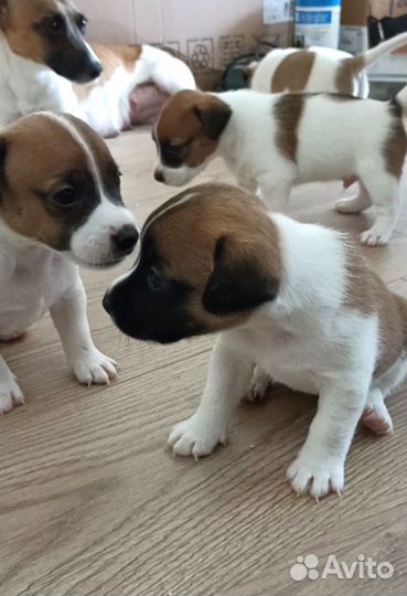 Щенки Джек Рассел Терьера