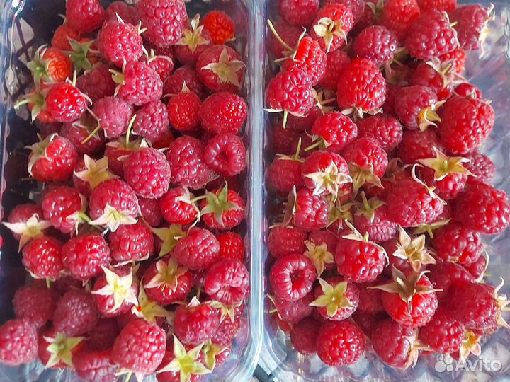 Малина сладкая