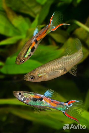 Продам Гуппи