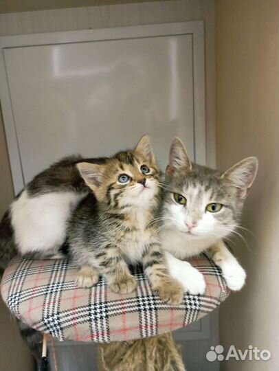 Котенок с коротким хвостиком 1.5 мес