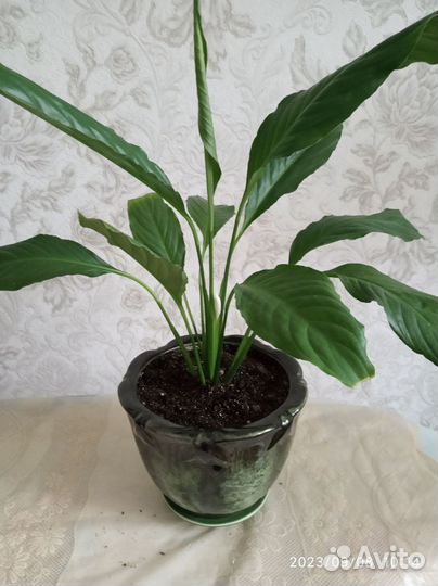 Цветущий спатифиллум