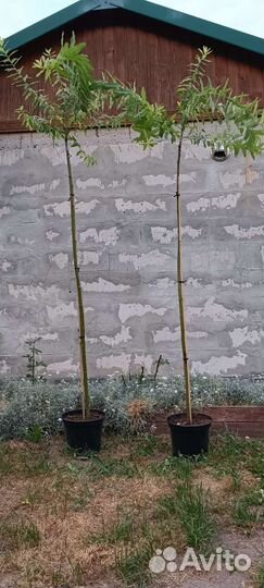 Ива Хакура Нишики на штамбе