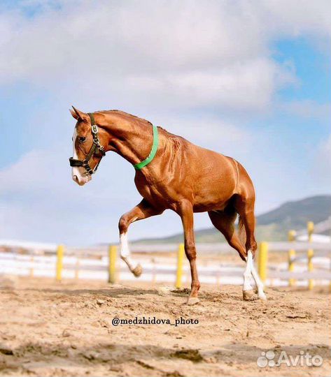 Ахалтекинский жеребец