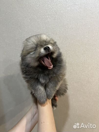 Щенки шпица