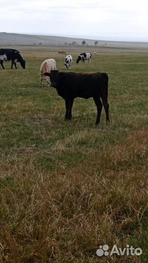 Телки подсосные